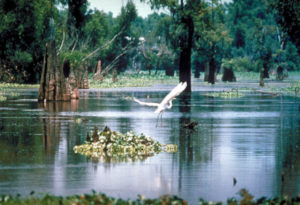 Atchafalaya Basin