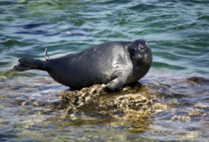 Baikal Seal, Pusa sibirica