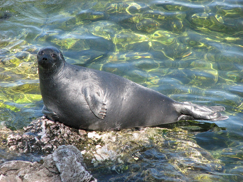 Baikal Seal, Pusa sibirica