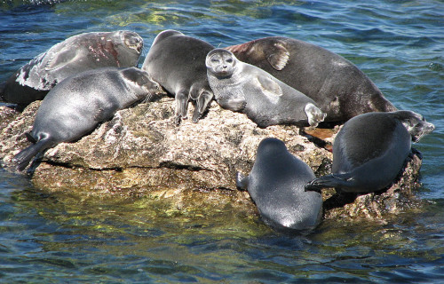 Baikal Seal, Pusa sibirica
