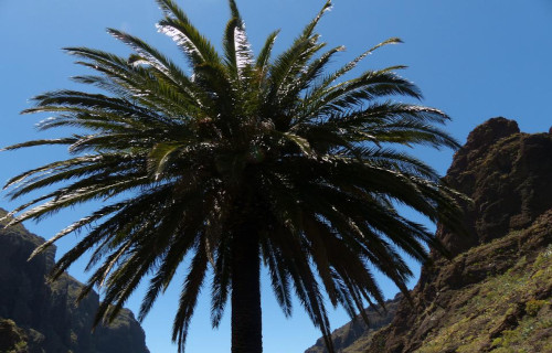 Canary Island Date Palm, Phoenix canariensis