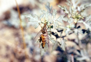 Delhi Sands flower-loving fly, Rhaphiomidas terminatus abdominalis