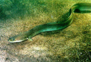 European Eel, Anguilla anguilla