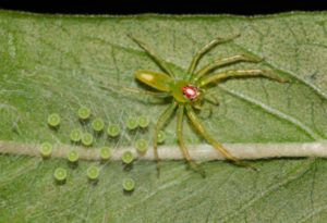 Magnolia Green Jumper, Lyssomanes viridis