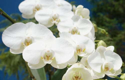 3 Terrific Orchids of Thailand