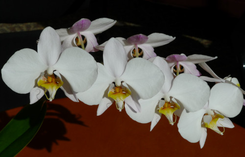 Moon Orchid, Phalaenopsis amabilis