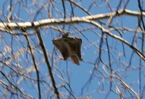 Northern Flying Squirrel, Glaucomys sabrinus