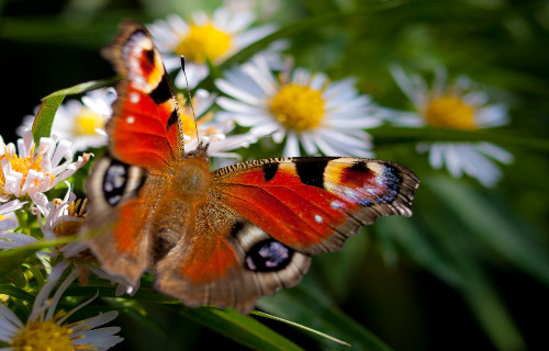 6 Fabulous European Lepidoptera
