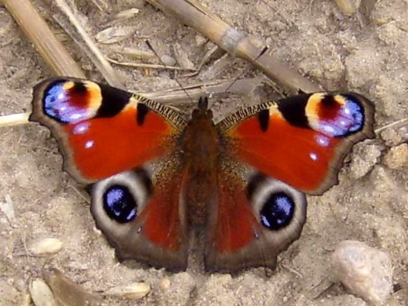 Peacock Buterfly, Aglais io