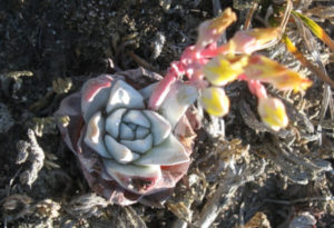 Munchkin liveforever, Dudleya gnoma