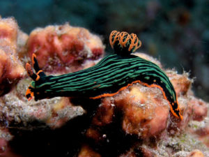 Variable Neon Slug