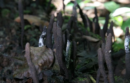 Dead Man's Fingers, Xylaria polymorpha