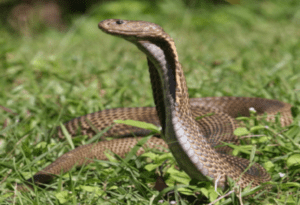 Philippine Cobra, Naja philippinensis