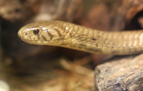 Philippine Cobra, Naja philippinensis
