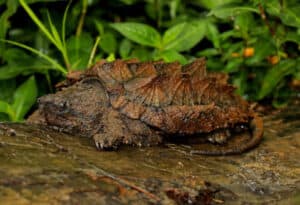 Alligator Snapping Turtle, Macrochelys temminckii