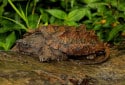 Alligator Snapping Turtle, Macrochelys temminckii