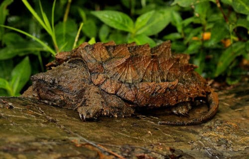 3 Remarkable Reptiles of Texas