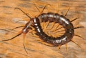 Aquatic Centipede, Scolopendra cataracta