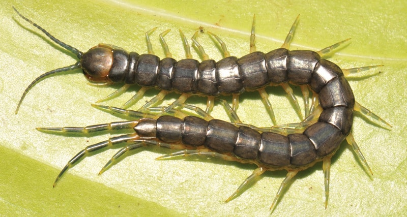 Aquatic Centipede, Scolopendra calcarata