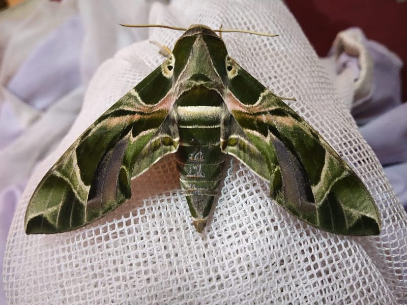 Army Green Moth, Daphnis negrii