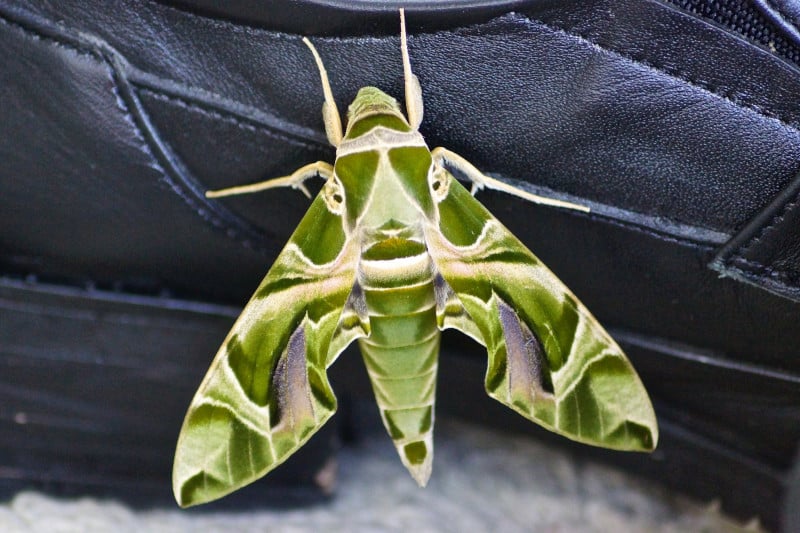 Army Green Moth, Daphnis negrii