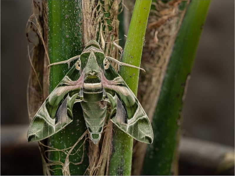 Army Green Moth, Daphnis nerii
