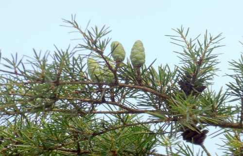5 Particularly Pleasing Pines