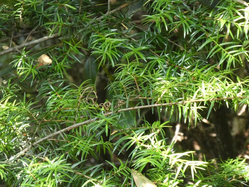 Bristlecone Hemlock, Nothotsuga longibracteata