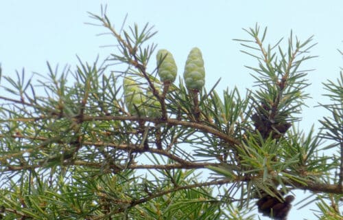 5 Particularly Pleasing Pines