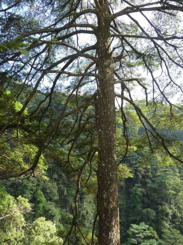 Bristlecone Hemlock, Nothotsuga longibracteata