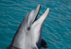 Common Bottlenose Dolphin, Tursiops truncatus