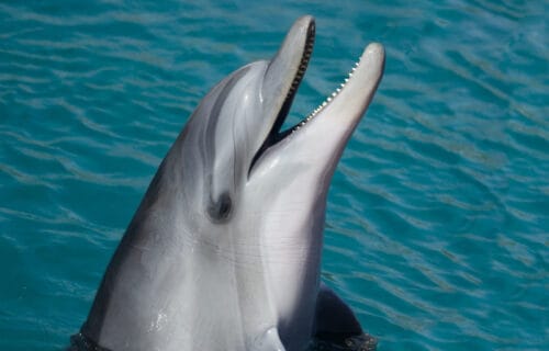 5 New Zealand Marine Mammals