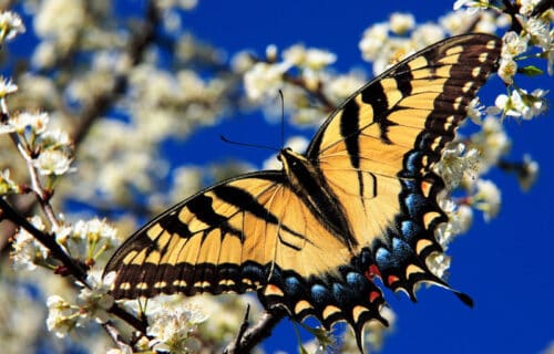 5 Vibrant Invertebrates of Vermont
