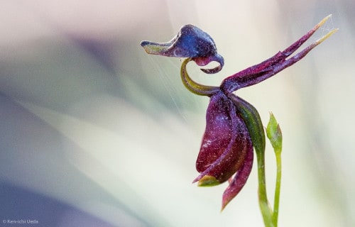 4 Outstanding Orchids of Australia