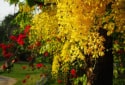 Golden Shower Tree, Cassia fistula