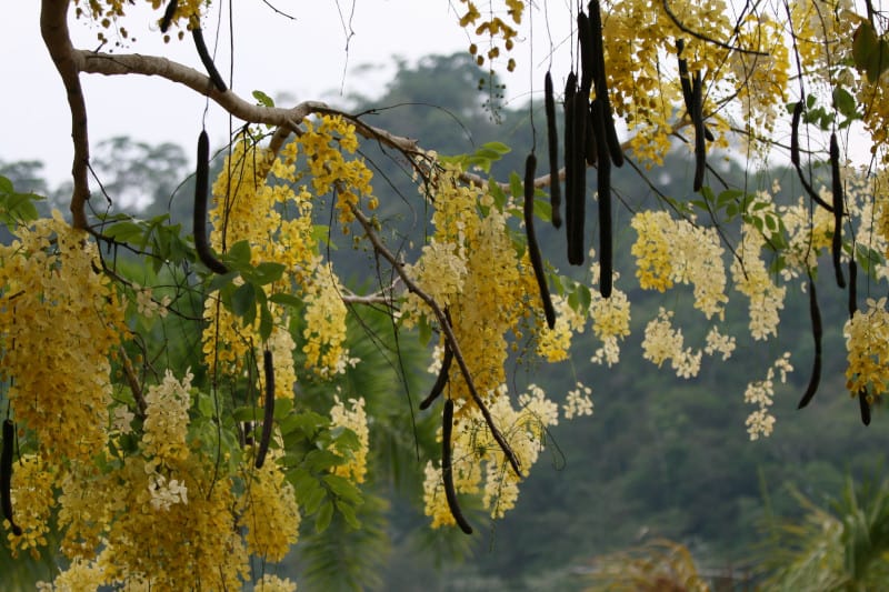 Golden Shower Tree, Cassia fistula