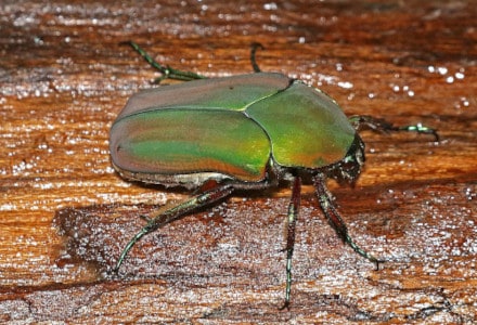 June Bug l Intriguing Invertebrate - Our Breathing Planet