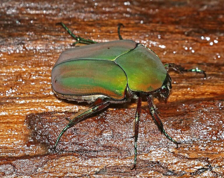 June Bug l Intriguing Invertebrate Our Breathing