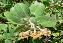 Santa Rosa Island Manzanita, Arctostaphylos confertiflora