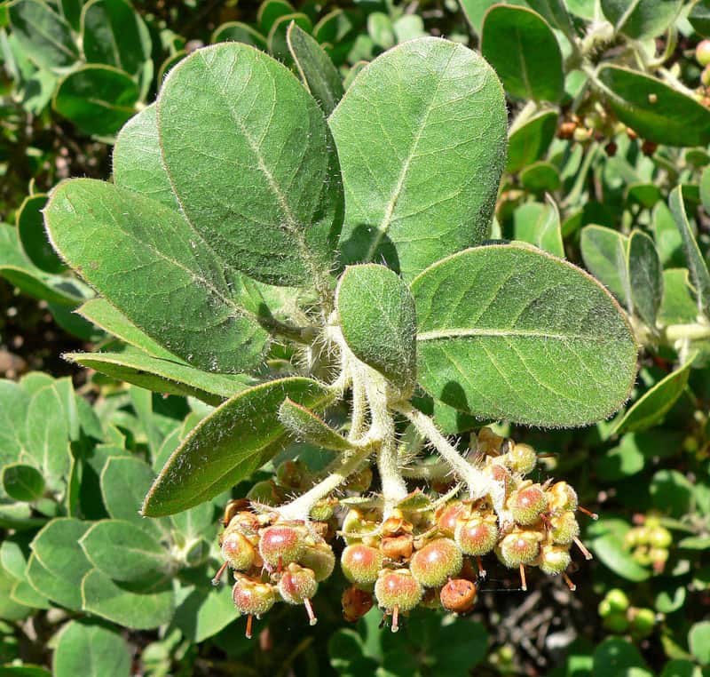 Santa Rosa Island Manzanita, Arctostaphylos confertiflora