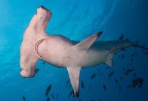 Scalloped Hammerhead, Sphyrna Lewini