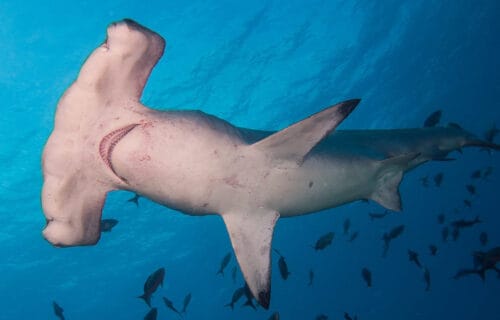 5 Stunning Pacific Ocean Sharks