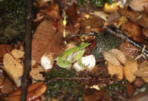 Southern Darwin's Frog, Rhinoderma darwinii