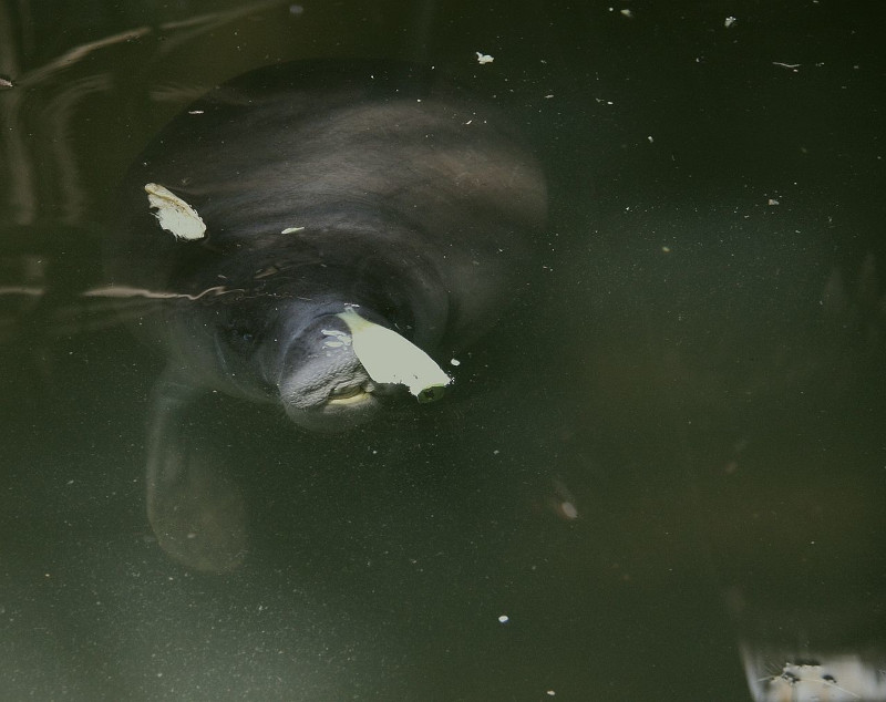 Amazonian Manatee, Trichechus inunguis