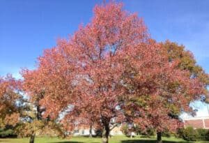 American Sweetgum, Liquidambar styraciflua