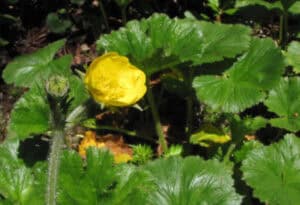 Appalachian Avens, Geum radiatum