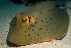 Bluespotted Ribbontail Ray, Taeniura Lymma