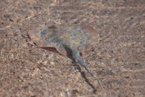 Bluespotted Ribbontail Ray l Remarkable - Our Breathing Planet