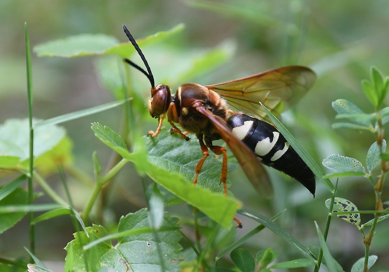 Eastern Cicada Killer, Sphecius speciosus