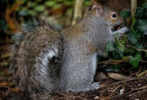 Eastern Gray Squirrel, Sciurus carolinensis